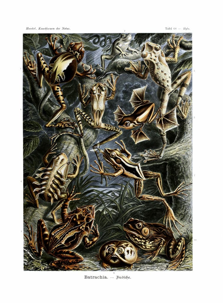 ernst haeckel illustrations batrachia amphibians