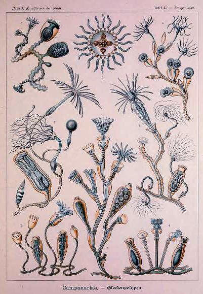 Hexacoralla Ernst Haeckel Coral Illustrations - Free Vintage Illustrations