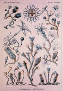 ernst haeckel illustrations campanariae