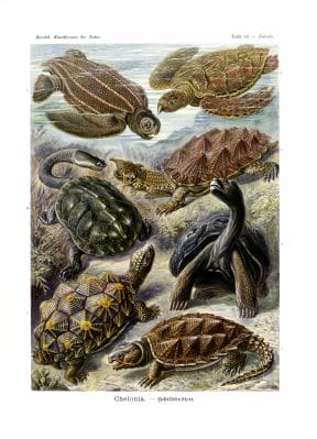 ernst haeckel illustrations chelonia turtle
