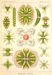 ernst haeckel illustrations desmidiea Desmidiaceae algae
