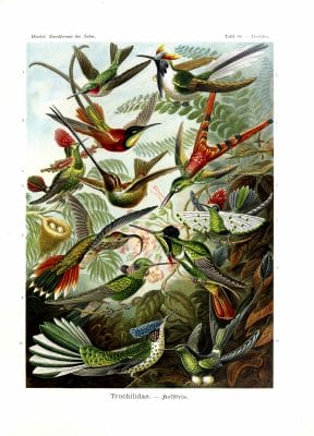 ernst haeckel illustrations trochilidae hummingbird