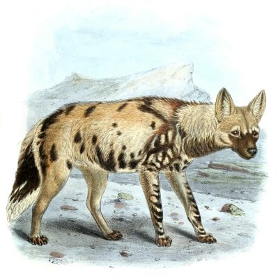 hyena illustration 19th century