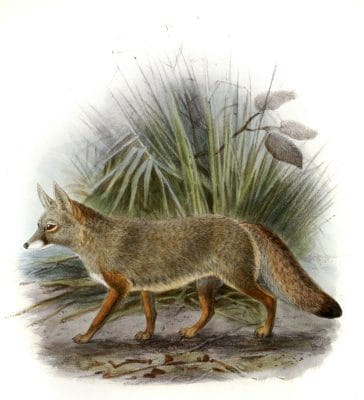 indian fox 19th century