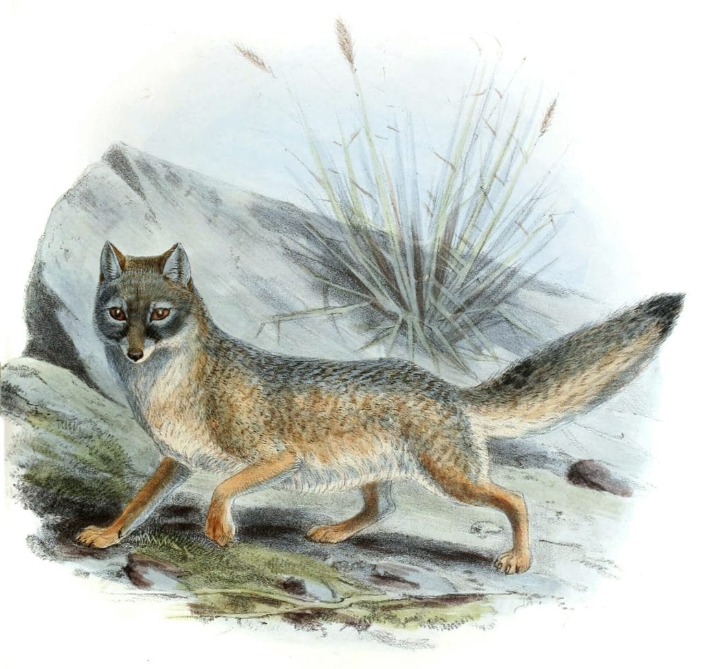 kit fox 19th century
