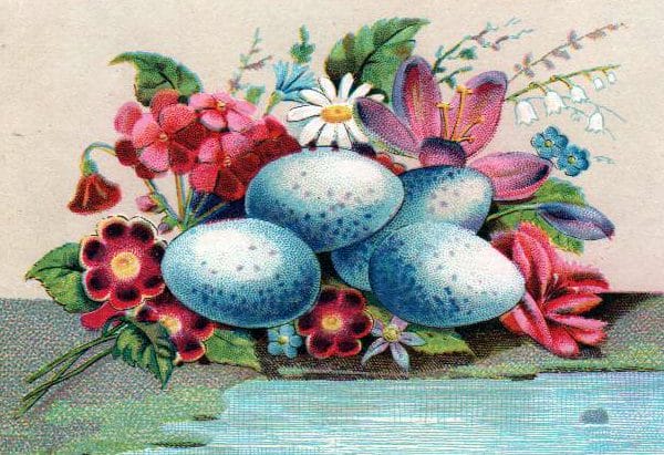 vintage nature illustrations blue eggs