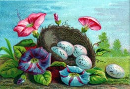 vintage nature illustrations colorful eggs