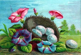 vintage nature illustrations colorful eggs