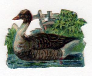 vintage nature illustrations duck in water