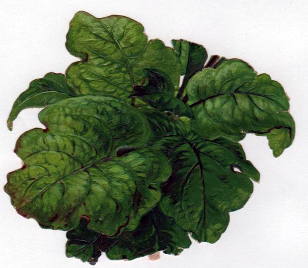 vintage nature illustrations lettuce cabbage