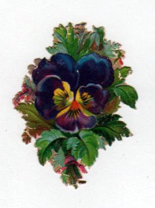 vintage nature illustrations pansy flower