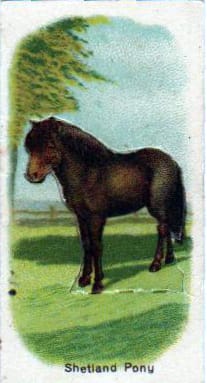 vintage nature illustrations pony