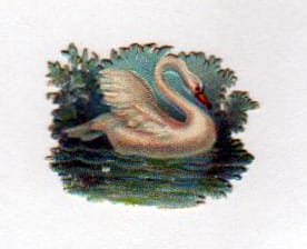 vintage nature illustrations swimming swan