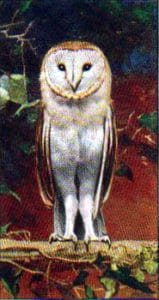 vintage nature illustrations white owl