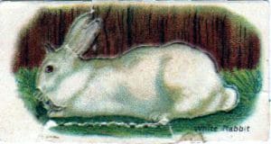 vintage nature illustrations white rabbit