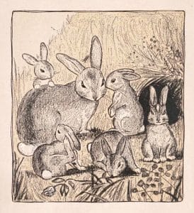 rabbit bunny illustrations from public domain childrens book