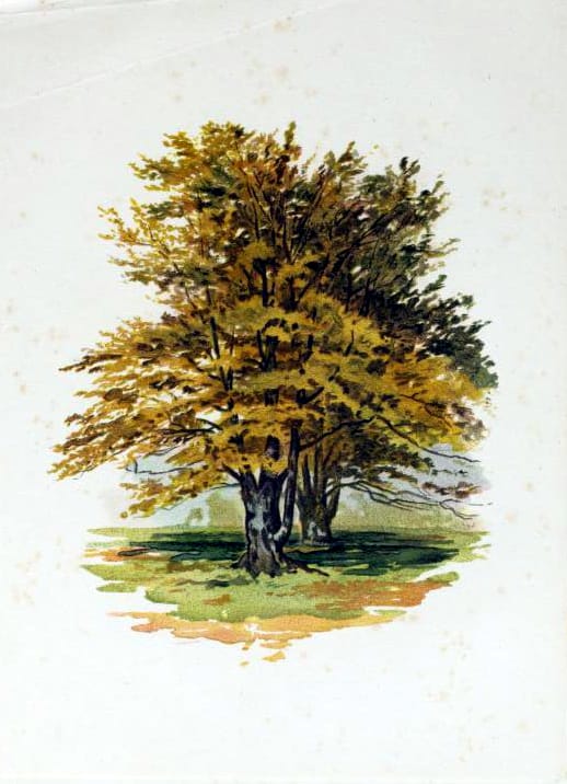 tree illustration autumn