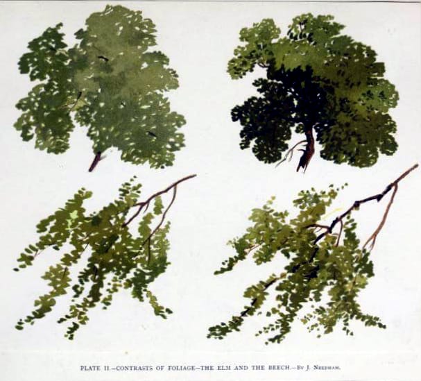 tree illustration elm and beech