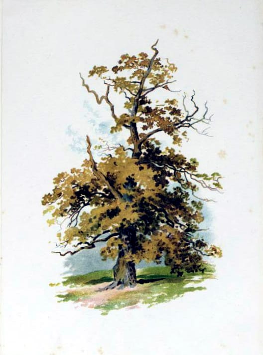 tree illustration golden autumn