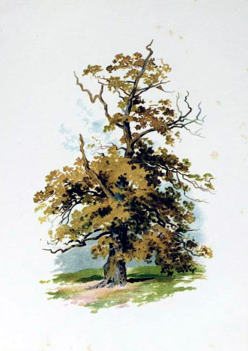 tree illustration golden