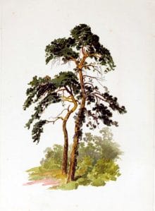 tree illustration skinny