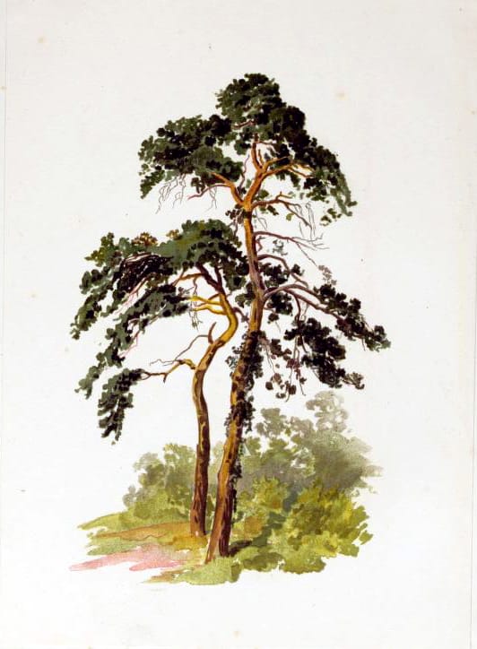 tree illustration skinny
