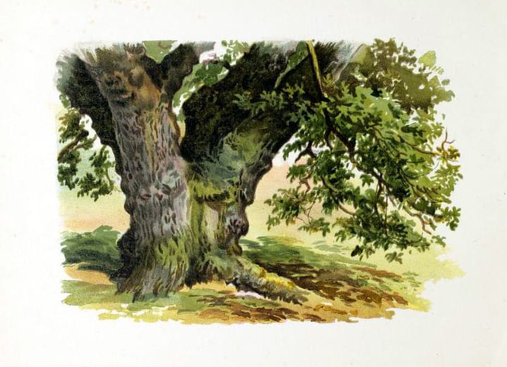 tree illustration spring