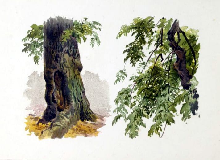 tree illustration stump