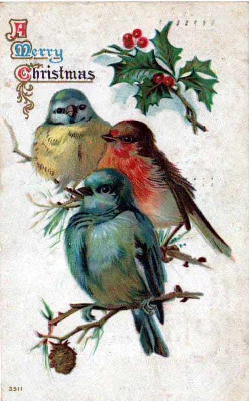 christmas illustration holiday birds