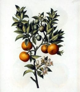 christmas illustration oranges