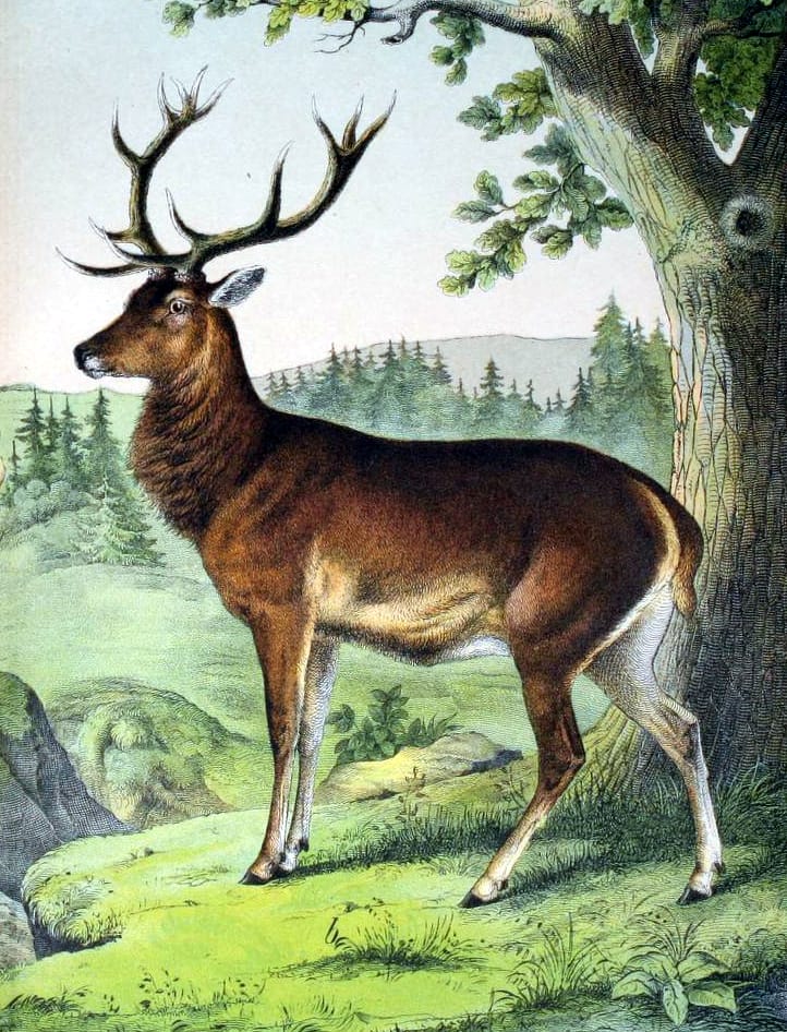 Free deer buck illustration from a 19th-century science book for children