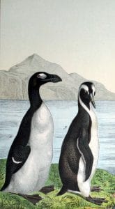 winter animals penguins