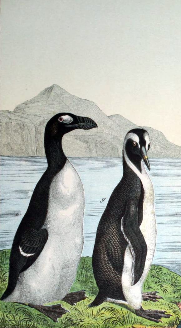 Free penguin illustration from a 19th-century children's textbook.