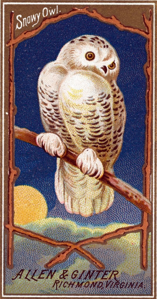 Free Snowy Owl illustration from the early 20th-century