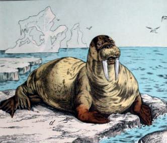 Free 19th-century walrus illustration in the public domain