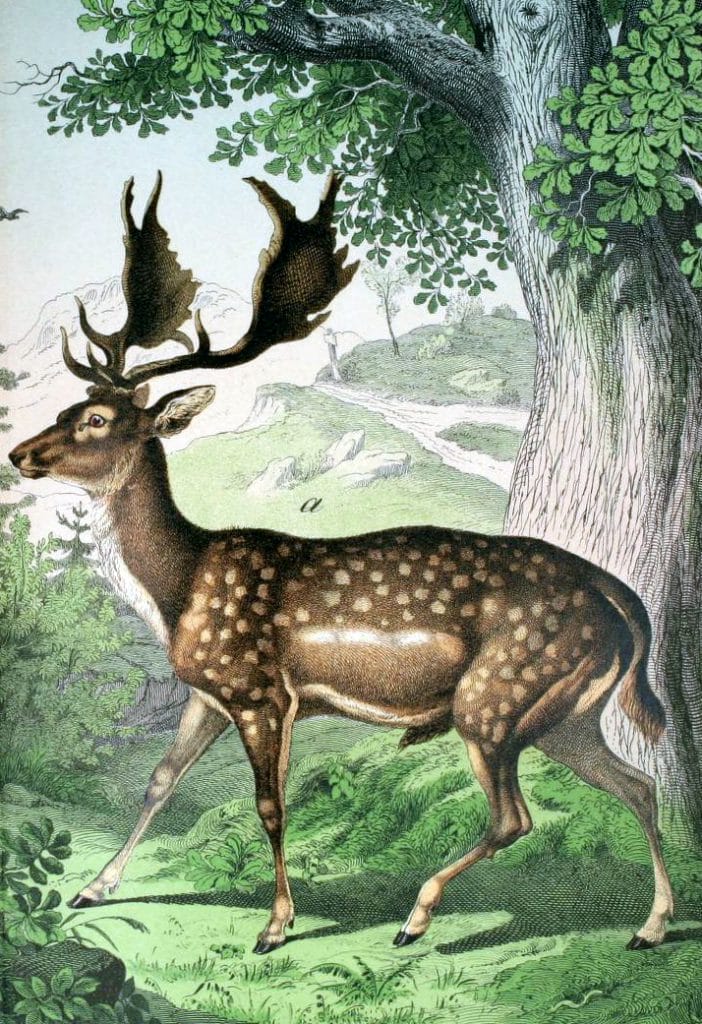 Free deer illustration from a 19th-century public domain children's book