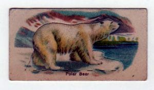 winter animals polar bear small