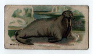 winter animals walrus small