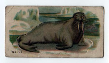 Free vintage walrus illustration from an antique cigarette trading card