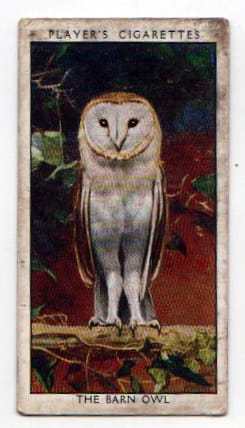 Free vintage illustration of a white barn owl, curated from a cigarette card