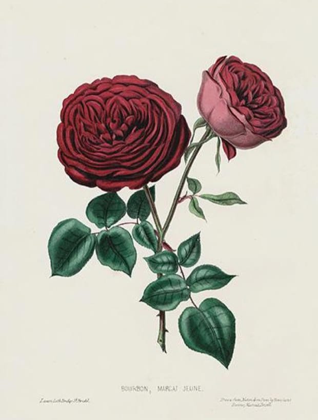 Public domain illustration of a dark rose