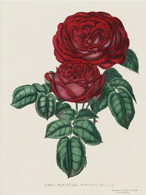 Public domain dark rose illustration.