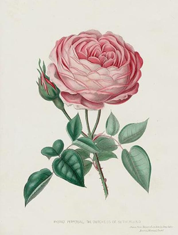 Vintage illustration of a pink rose. Public domain.