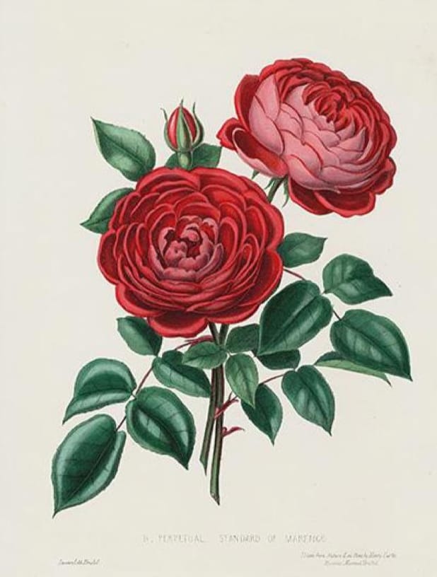 19th century red rose illustration