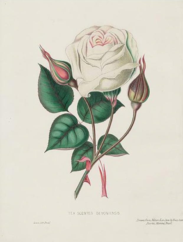 19th century white pink rose illustration