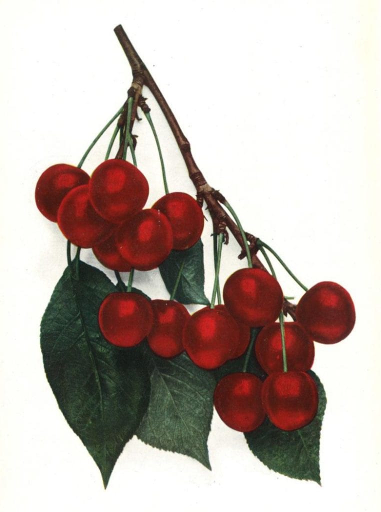 cherry illustration