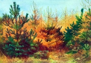 vintage landscape autumn pines