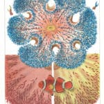 great barrier reef anemones illustration public domain