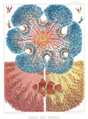 Vintage public domain illustration of great barrier reef anemones