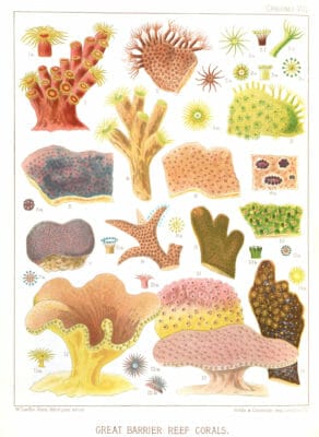 Vintage public domain illustrations of great barrier reef corals